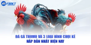 Đá gà Thomo f8bet
