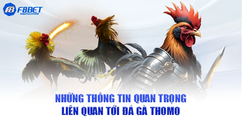 Những thông tin quan trọng liên quan tới đá gà Thomo